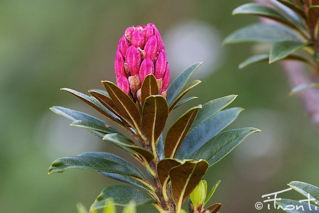 rododendro in fiore