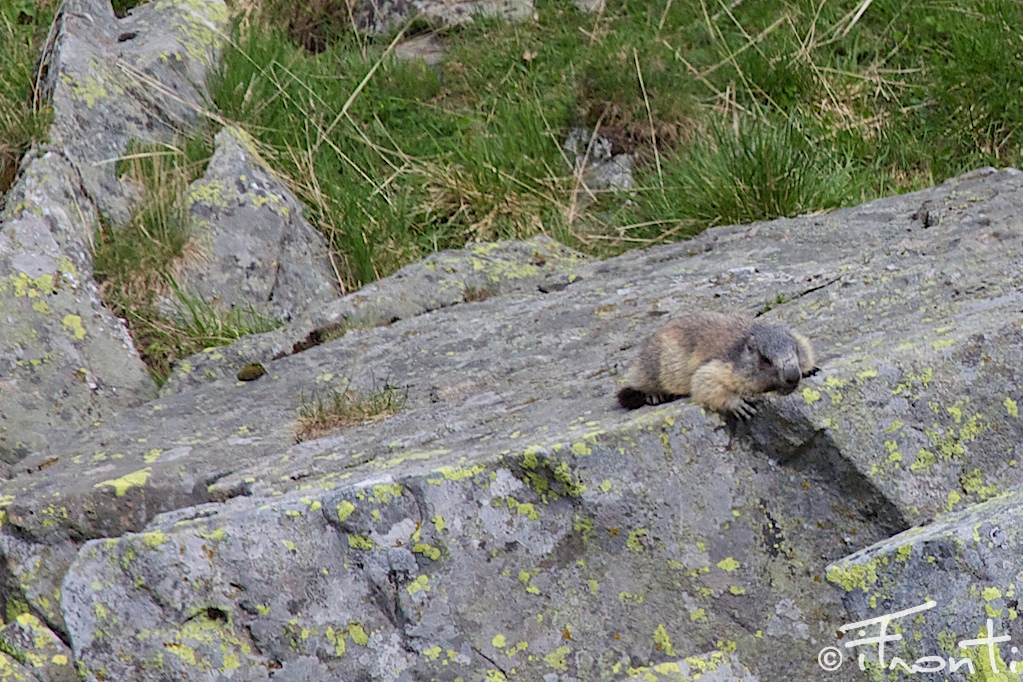 marmotta spiona