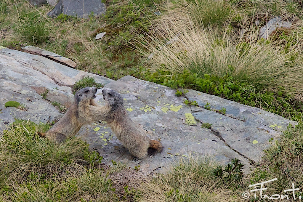 marmotte si abbracciano