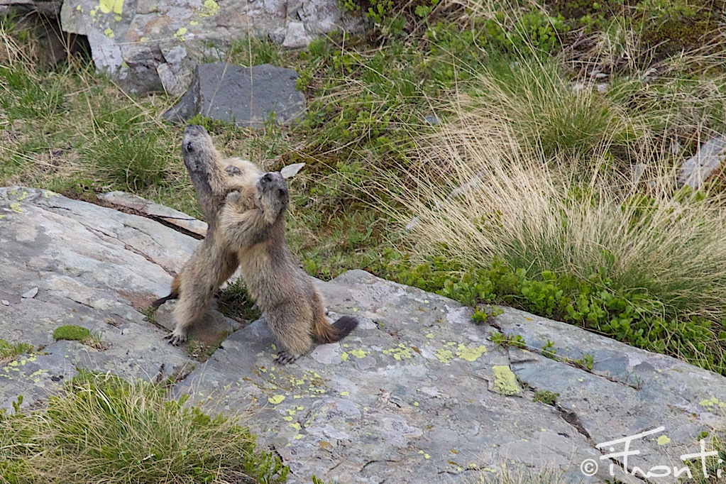 lotta tra marmotte 
