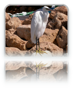 collage image title