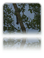 collage image title