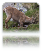 collage image title