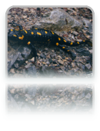 collage image title