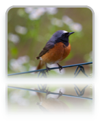 collage image title