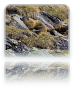 collage image title