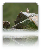 collage image title