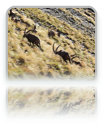 collage image title