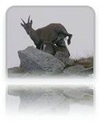 collage image title