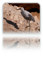 collage image title