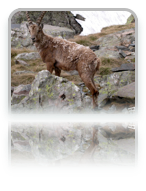 collage image title