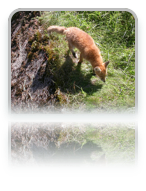 collage image title