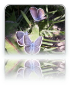 collage image title