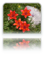 collage image title