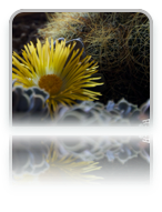 collage image title