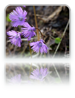 collage image title