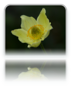 collage image title
