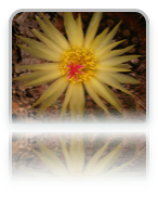 collage image title