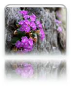 collage image title