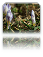 collage image title