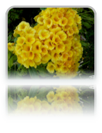 collage image title