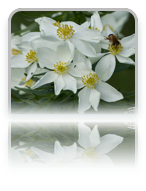 collage image title