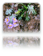 collage image title