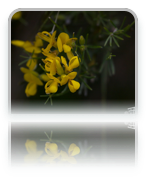 collage image title
