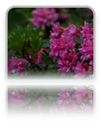 collage image title
